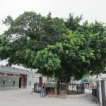 元朗大樹下天后古廟 Yuen Lang Tin Hau Temple Wishing Tree